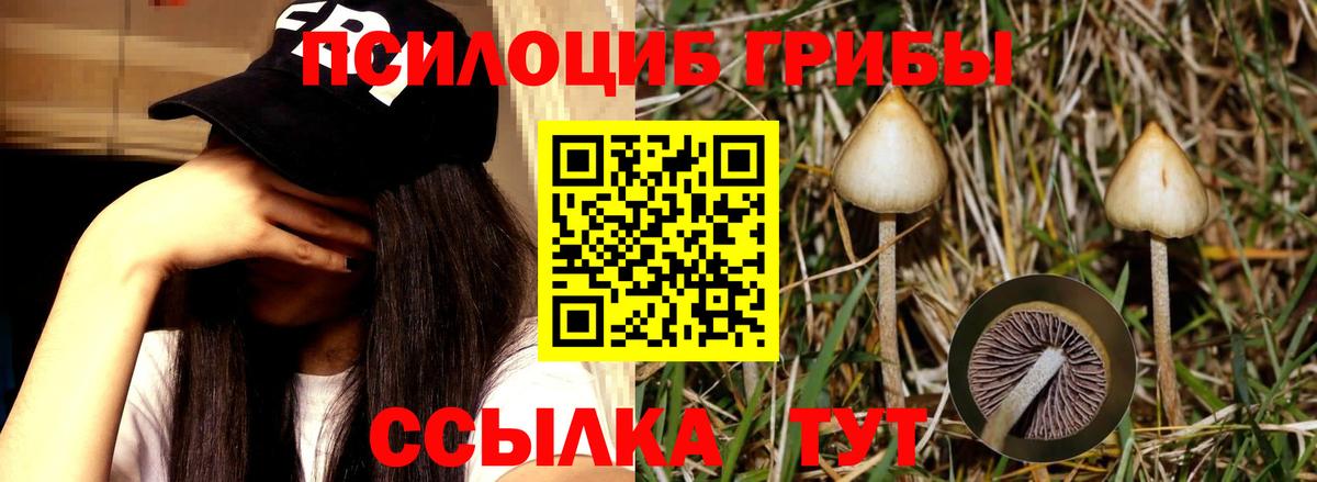 Псилоцибиновые грибы Psilocybine cubensis  Вход с VPN  Псилоцибиновые грибы прущие грибы  Стрежевой 